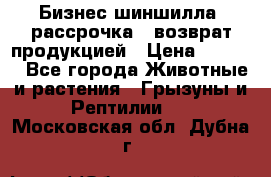Бизнес шиншилла, рассрочка - возврат продукцией › Цена ­ 4 500 - Все города Животные и растения » Грызуны и Рептилии   . Московская обл.,Дубна г.